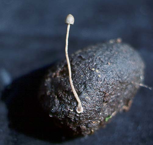 Panaeolus alcis